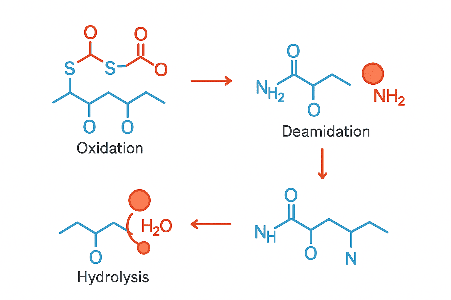 Peptide Degradation Pathways: Oxidation, Deamidation & Hydrolysis