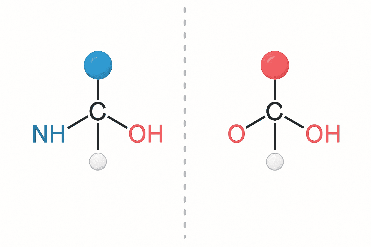 Amino Acid Isomerism in Peptides: D-Amino Acids & Their Role