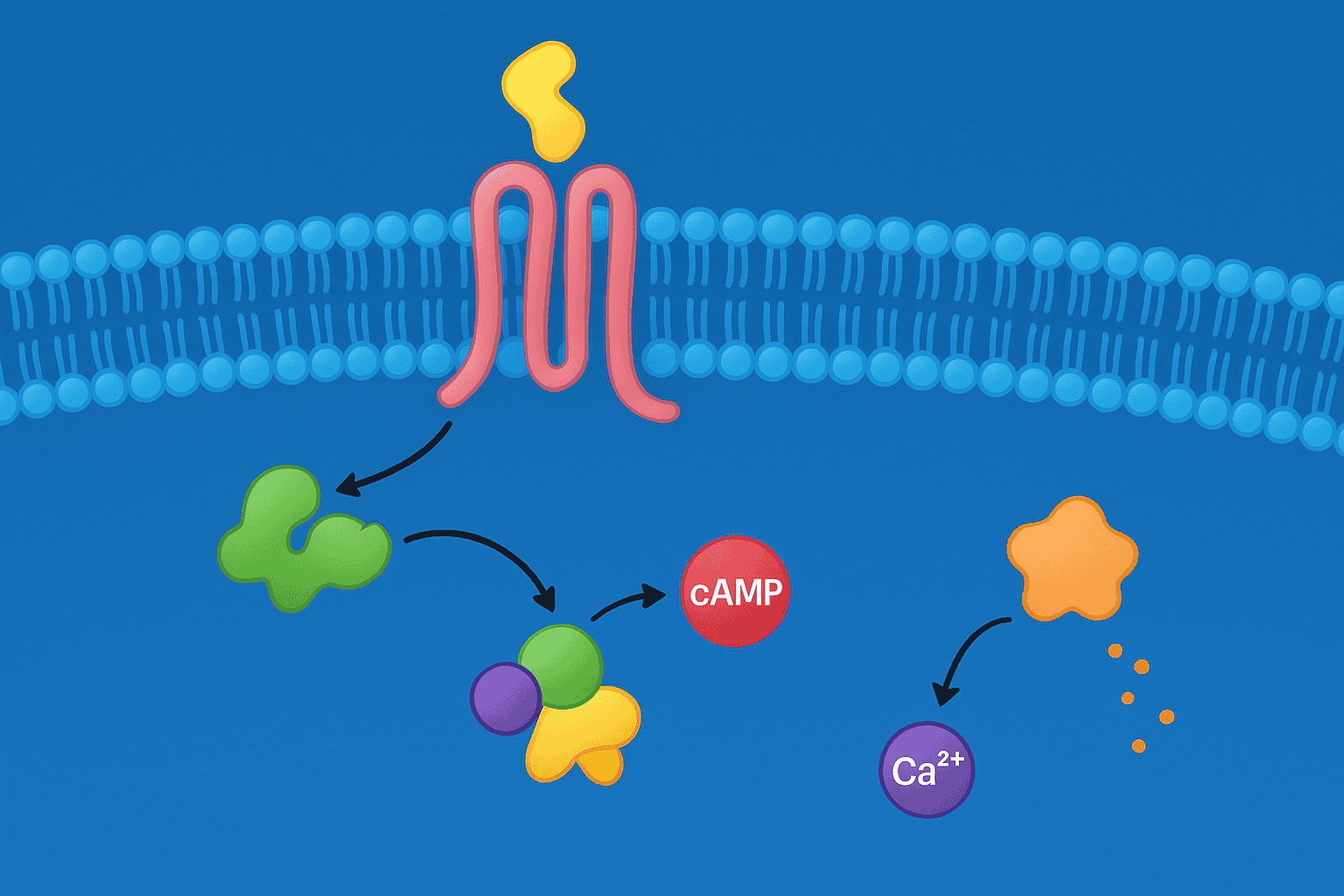 GPCR signaling pathway for peptide receptor activation